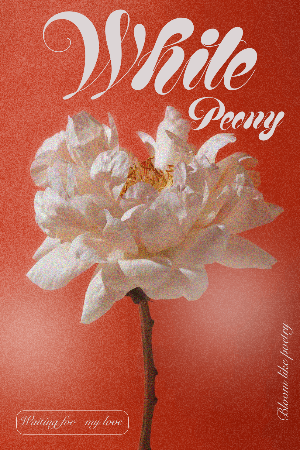 White Peony Poster